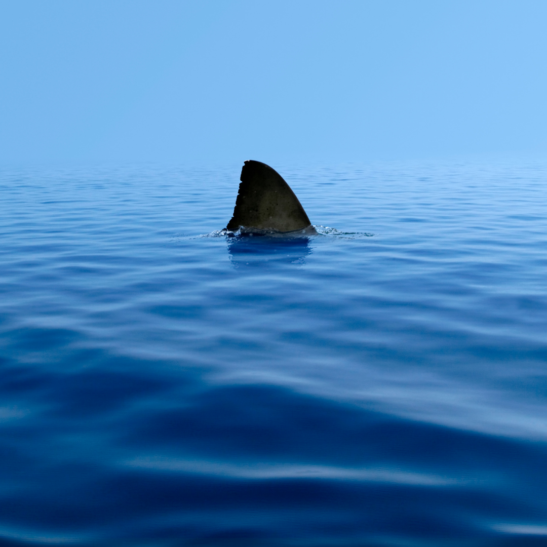 the-sharks-feeding-frenzy-and-how-to-starve-them-responsible-finance